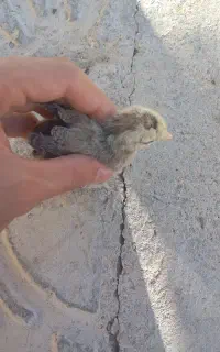 جوجه محلی