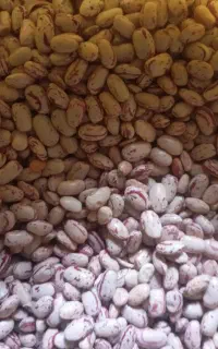 لوبیا چیتی تازه چین