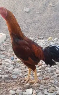 خروس لاری