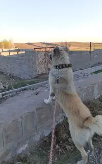 سگ گله ای