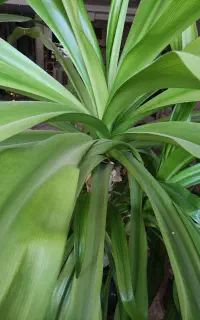 گل اشک ملکه