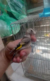 جوجه سهره های نر و ماده منطقه بیجار