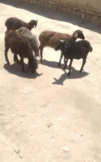 بره ماده  مهربان