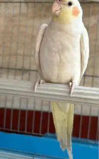 گمشده عروس هلندی