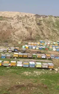 عسل درجه یک