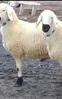 گوسفند پیشاهنگی خرمدشت زنده گلدشت کمال آباد هشتگرد