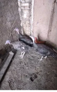 بوقلمون