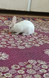 خرگوش