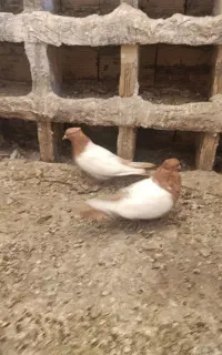 کبوتر سینه زرد
