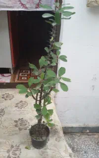 ۷عددگل سرحال همه باهم400