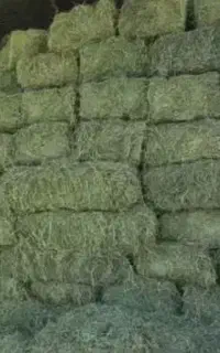 یونجه