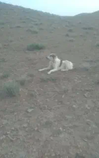 سگ گله ای دهن پاک