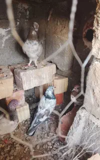 کفتر