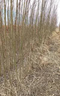 این آگهی نهال کلدانی وکیسه