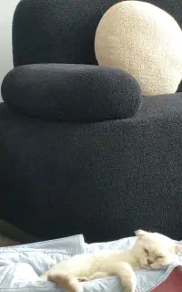 فروش گربه