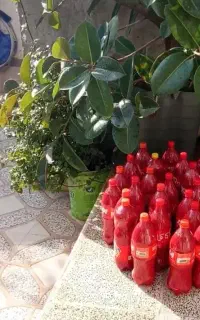 رب گوجه‌فرنگی