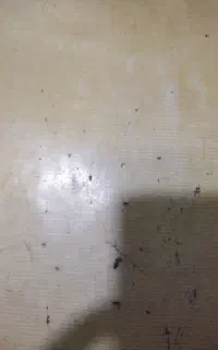 نظافتچی خانم