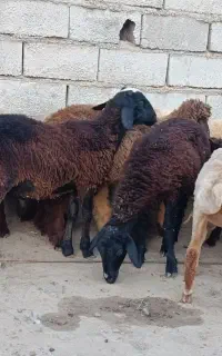ده راس بره پای پروار بهترین جنس قلم سنگین 6نر4ماده
