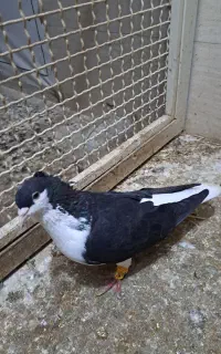 کبوتر پلاکی ۳عدد رنگی