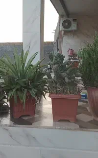 چند نمونه گل کاکتوس و غیره چند ساله
