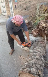 بریدن نخل قطع درخت کندن خرما سمپاشی تمیزکردن هرس