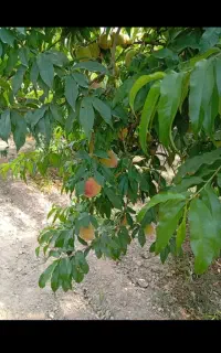 زمین در روستایی زیبایی توشن