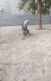 سگ ژرمن