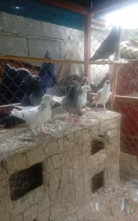 کبوتر آلمانی و تهرانی