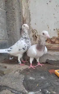 سار عطیقه