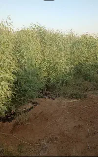 فروش نهال اوکلاتوس وکهورمناطق گرمسیری