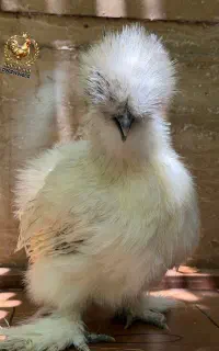 جوجه ابریشمی و پولند بوف کیفیت کلکسیونی