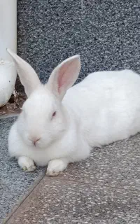 خرگوش نر و بالغ