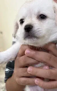 سگ پا کوتاه