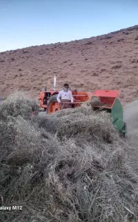 همه گیاه کوهستان