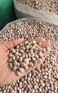 لوبیا چیتی