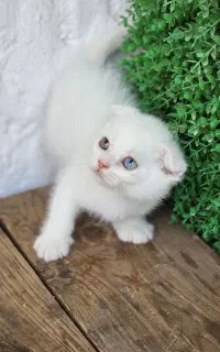 گربه کرم گارفیلد