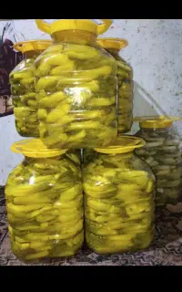 ترشی بیلهر