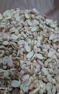 لوبیایی شکسته درجه یک