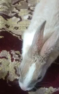 سلام یک خرخوش دو ماه نر