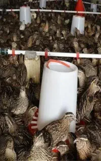 فروش بلدرچین زنده