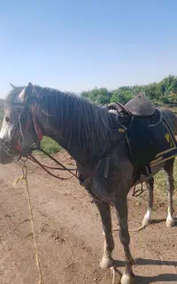 اسب نریان
