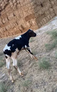گوساله نر و‌ماده
