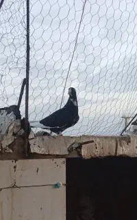 جوجه پلنگ‌نر‌