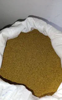 بذر یونجه رنجر آمریکایی