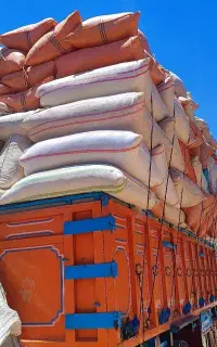 کاه گندیم دیم نرم