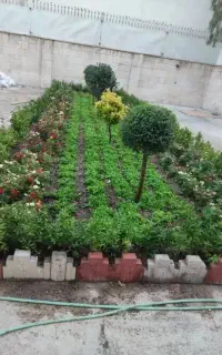 خدمات باغبانی باغچه کاری سمپاشی گل گیاه صفرتاصد