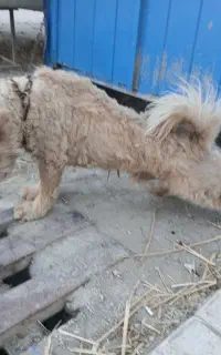 سگ شیتزو نر