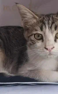 واگذاری گربه