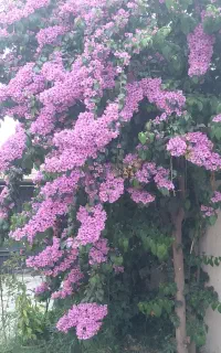 هرس واحیای فظای سبز و گلدان های داخلی