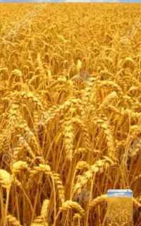 گندم آبی فروشی